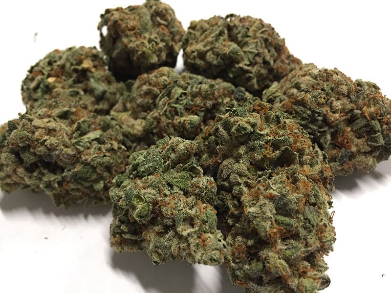 Gorilla Wreck flower grown by High Desert Relief