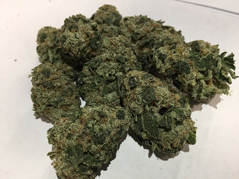 Louis XIII flower grown by High Desert Relief
