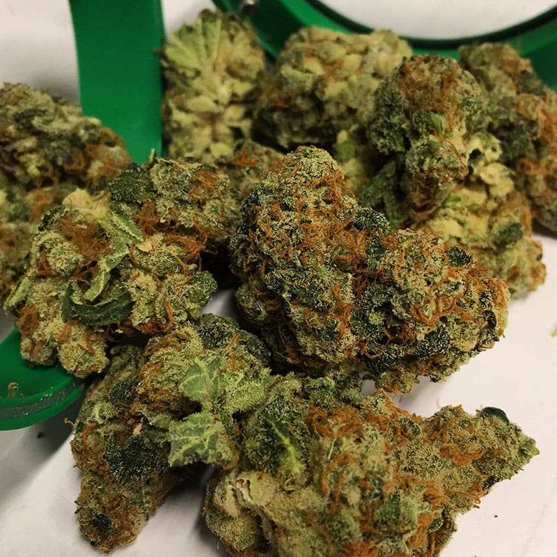 Raspberry Diesel flower grown by High Desert Relief