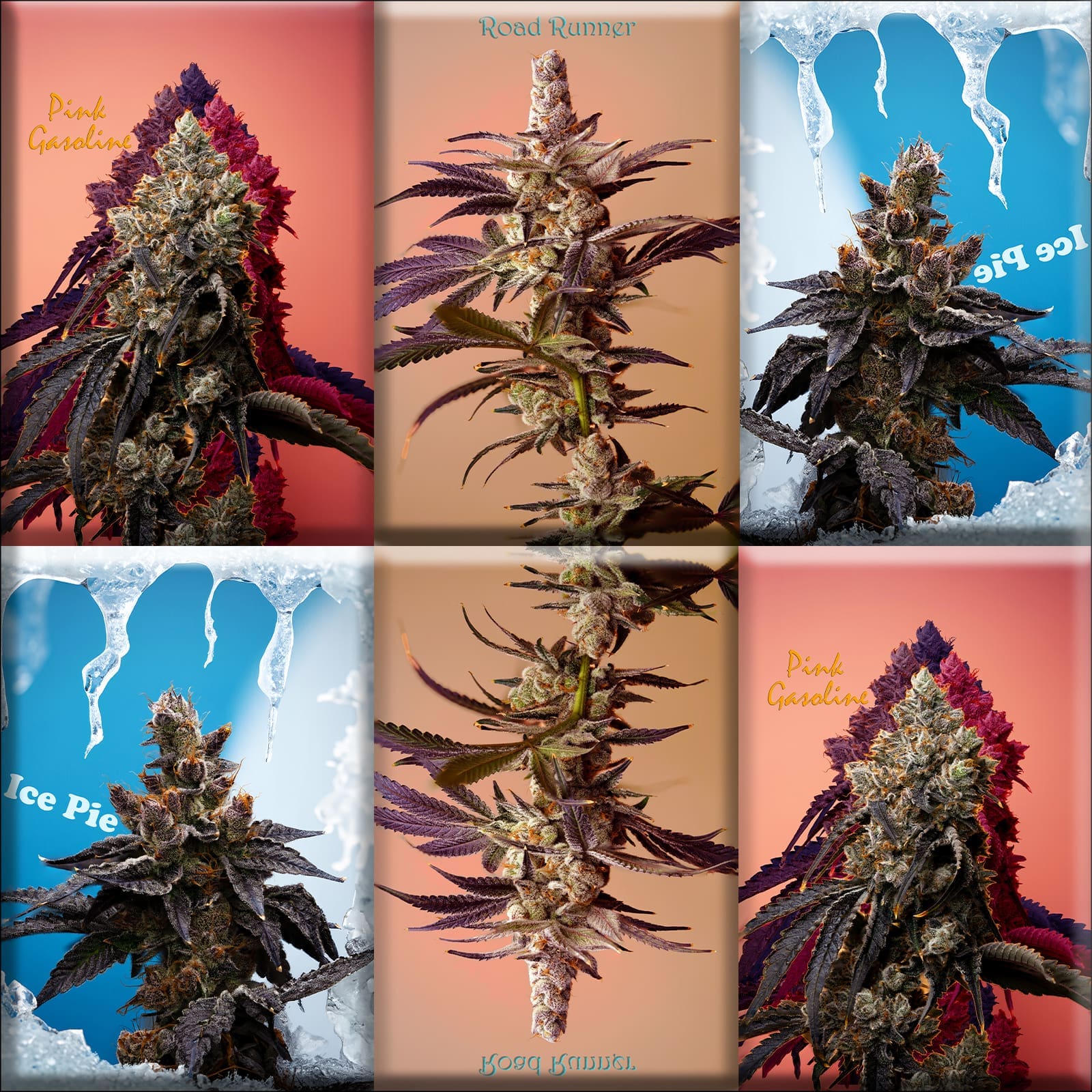 Indica, Hybrid, Sativa
